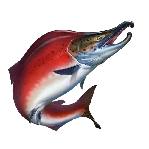 Salmon